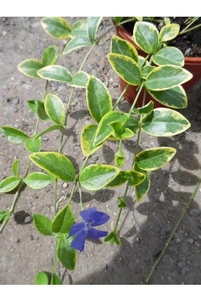 Барвінок Aureovariegata посадка